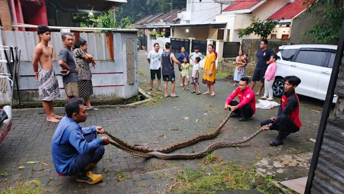 Sepasang piton yang bersarang di plafon rumah warga Perumahan Puri Teluk, Kecamatan Purwokerto Selatan, Banyumas, dievakuasi Damkar, Kamis (15/5/2025).