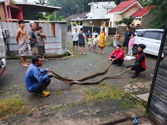 Sepasang piton yang bersarang di plafon rumah warga Perumahan Puri Teluk, Kecamatan Purwokerto Selatan, Banyumas, dievakuasi Damkar, Kamis (15/5/2025).