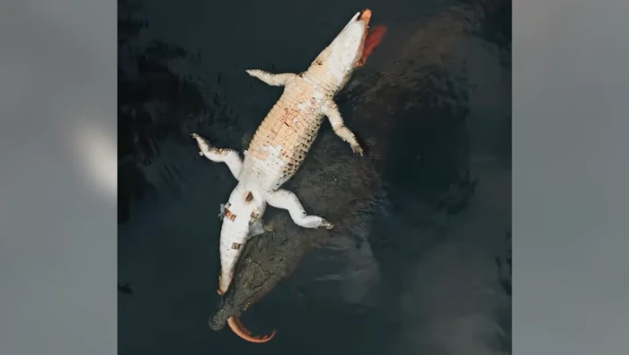 Viral Video Buaya