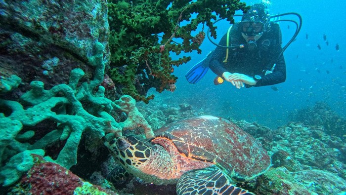 Wisatawan menyelam untuk menikmati keindahan bawah laut lokasi selam (dive site) Batee Tokong perairan Iboih, Kota Sabang, Aceh, Kamis (15/5/2025). Pulau Weh Sabang merupakan salah satu destinasi wisata bahari terbaik di Indonesia dengan keindahan alam bawah laut yang mampu menarik kunjungan wisatawan domestik maupun mancanegara, yang memiliki 22 lokasi selam di antaranya seperti The Canyon, Batee Tokong, West Seulako, West Rubiah, Arus Paleeh, East Seulako, Shark Plateu, Rubiah Sea Garden, Underwater Volcano, Shopie R Wreck dan lainnya. ANTARA FOTO/Khalis Surry/bar