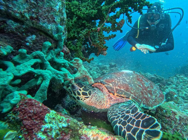 Keindahan Bawah Laut di Pulau Weh Aceh, Surganya Para Penyelam