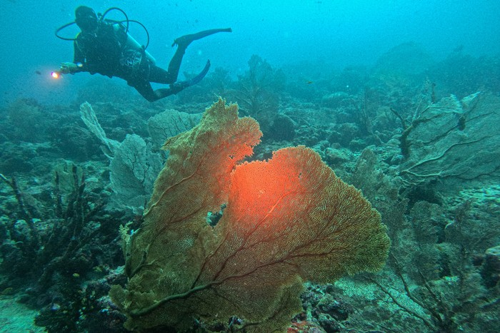 Wisata bawah laut Pulau Weh Wisatawan menyelam untuk menikmati keindahan bawah laut lokasi selam (dive site) Batee Tokong perairan Iboih, Kota Sabang, Aceh, Kamis (15/5/2025). Pulau Weh Sabang merupakan salah satu destinasi wisata bahari terbaik di Indonesia dengan keindahan alam bawah laut yang mampu menarik kunjungan wisatawan domestik maupun mancanegara, yang memiliki 22 lokasi selam di antaranya seperti The Canyon, Batee Tokong, West Seulako, West Rubiah, Arus Paleeh, East Seulako, Shark Plateu, Rubiah Sea Garden, Underwater Volcano, Shopie R Wreck dan lainnya. ANTARA FOTO/Khalis Surry/bar