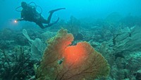 Dengan 22 lokasi selam yang tersebar, Pulau Weh memang menjadi surga bagi para penggemar diving dan penyelam berpengalaman. Selain itu, pulau ini juga menawarkan keindahan alam lainnya, seperti pantai-pantai yang masih asri dan suasana yang tenang, menjadikannya pilihan tepat bagi wisatawan yang ingin menikmati keindahan alam Indonesia. Foto: ANTARA FOTO/Khalis Surry