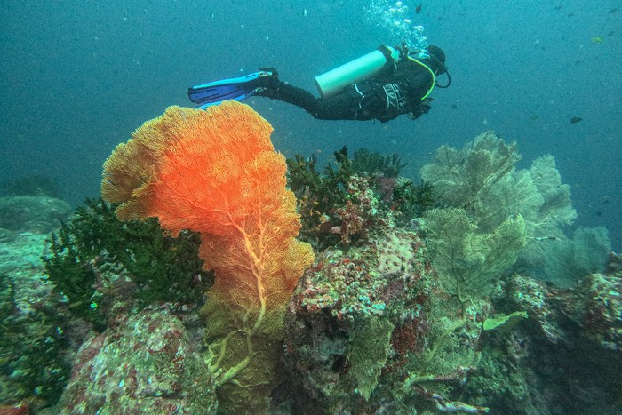 Wisata bawah laut Pulau Weh Wisatawan menyelam untuk menikmati keindahan bawah laut lokasi selam (dive site) Batee Tokong perairan Iboih, Kota Sabang, Aceh, Kamis (15/5/2025). Pulau Weh Sabang merupakan salah satu destinasi wisata bahari terbaik di Indonesia dengan keindahan alam bawah laut yang mampu menarik kunjungan wisatawan domestik maupun mancanegara, yang memiliki 22 lokasi selam di antaranya seperti The Canyon, Batee Tokong, West Seulako, West Rubiah, Arus Paleeh, East Seulako, Shark Plateu, Rubiah Sea Garden, Underwater Volcano, Shopie R Wreck dan lainnya. ANTARA FOTO/Khalis Surry/bar