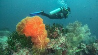 Pulau Weh Sabang merupakan salah satu destinasi wisata bahari terbaik di Indonesia dengan keindahan alam bawah laut yang mampu menarik kunjungan wisatawan domestik maupun mancanegara, yang memiliki 22 lokasi selam di antaranya seperti The Canyon, Batee Tokong, West Seulako, West Rubiah, Arus Paleeh, East Seulako, Shark Plateu, Rubiah Sea Garden, Underwater Volcano, Shopie R Wreck dan lainnya. Foto: ANTARA FOTO/Khalis Surry