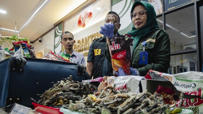 Petugas menunjukan barang bukti penyelundupan kuda laut di Kantor Balai Karantina Hewan, Ikan dan Tumbuhan Kepri, Batam, Kepulauan Riau, Jumat (16/5/2025). Petugas Bea Cukai dan Karantina Bandara Hang Nadim Batam menggagalkan upaya penyelundupan kuda laut kering sebanyak 20,9 kg yang dikemas dalam kemasan makanan ringan di dalam empat koper milik WNA yang akan dibawa ke negara Mesir. ANTARA FOTO/Teguh Prihatna/agr
