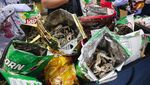 Penampakan 20,9 Kg Kuda Laut Kering yang Gagal Diselundupkan ke Mesir