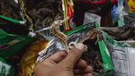 Penampakan 20,9 Kg Kuda Laut Kering yang Gagal Diselundupkan ke Mesir