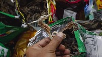 Penyelundupan dilakukan oleh WNA yang hendak terbang ke Mesir melalui Bandara Hang Nadim.  