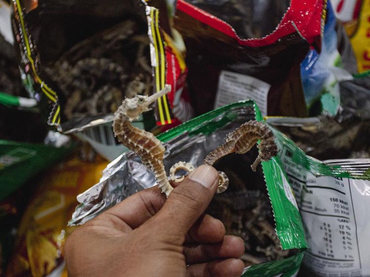 Penampakan 20,9 Kg Kuda Laut Kering yang Gagal Diselundupkan ke Mesir