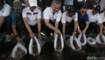 Aksi Bersih Sampah dan Tebar Nila Warnai Festival Desa