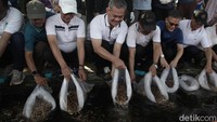 Selain membersihkan area, warga juga melakukan penebaran benih ikan nila di Situ Terate yang berada tak jauh dari alun-alun. Penebaran ini menjadi simbol pelestarian ekosistem perairan.