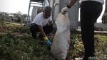 Aksi Bersih Sampah dan Tebar Nila Warnai Festival Desa