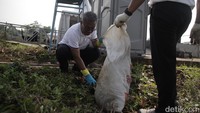 Kegiatan bersih-bersih ini menyasar sampah-sampah yang tercecer di alun-alun hingga ke sekitar Situ Terate. Warga memungut sampah organik dan anorganik seperti ranting, plastik, serta sisa makanan.