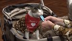 Kucing Prabowo Bobby Kertanegara Curi Perhatian Para Tokoh Dunia