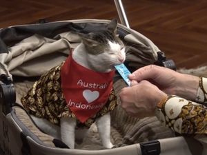 Video: Bobby Kertanegara Dapat Hadiah Syal dari PM Australia