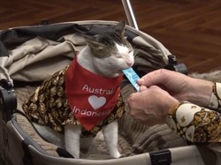 Bukti Bobby Kertanegara Memang Presidennya Kucing, Ketemu Pejabat Penting