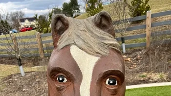 Kuda jejadian, matanya di depan. Foto: Reddit Better_Weakness7239 via BrightSide