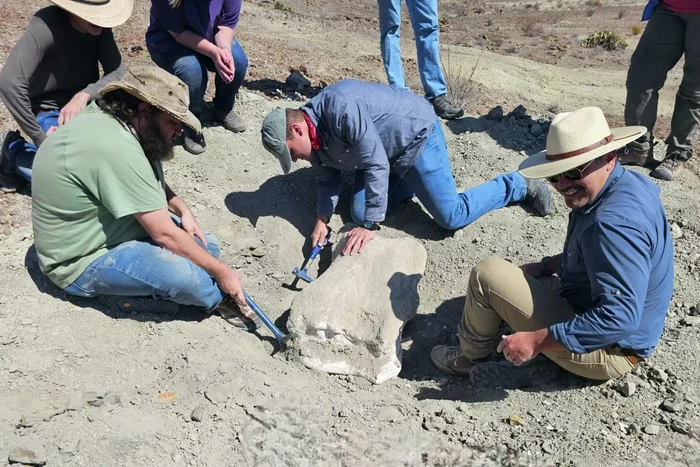 Fosil dinosaurus