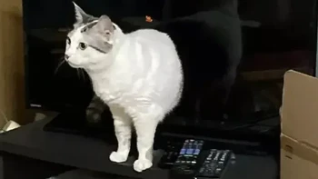 Apakah kujing ini menjadi pemain di film The Ring? Foto: Reddit