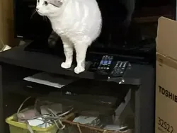 Waspada! Mata Bisa Tertipu Foto Ini, Lihat Dua Kali