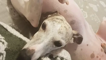 Terlihat seperti anjing tanpa kepala... Foto: Reddit