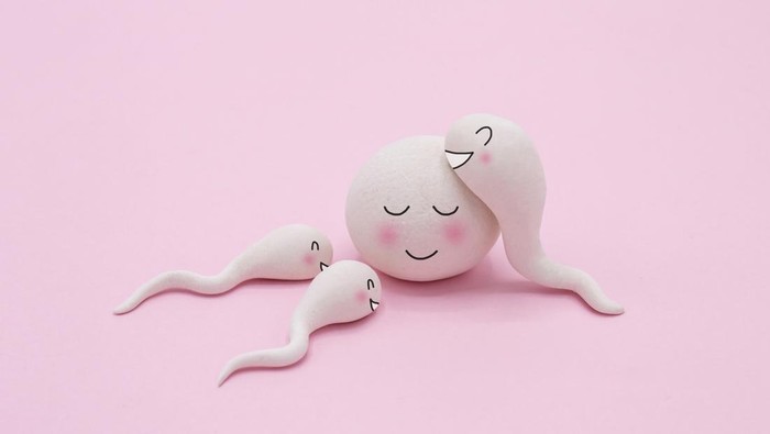 Handmade Polymer Clay Figure of Human Sperm Impregnate a Fertile Human Egg