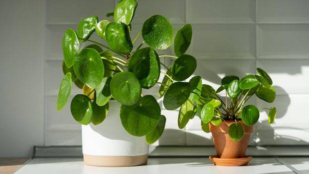 Aesthetic Pilea peperomioides houseplant in flower pots on table at home. Chinese money plant with water drops on green leaves. Indoor gardening, hobby concept.