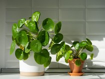 Cahaya Merah dari Lampu Bisa Bikin Tanaman Tumbuh Subur, Kok Bisa?