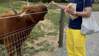Jess No Limit tak hanya berbaik hati untuk berbagi kepada sesama manusia. Dalam perjalanan liburannya ia juga tak lupa membawa wortel segar untuk seekor sapi. Foto: Instagram/jessnolimit