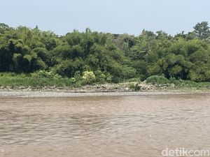 Saat Kemunculan Buaya Hebohkan Warga di Bantul dan Kulon Progo