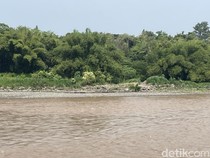 Saat Kemunculan Buaya Hebohkan Warga di Bantul dan Kulon Progo
