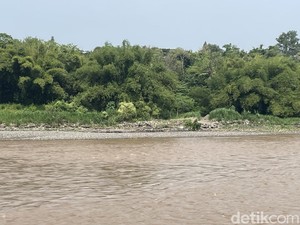Saat Kemunculan Buaya Hebohkan Warga di Bantul dan Kulon Progo