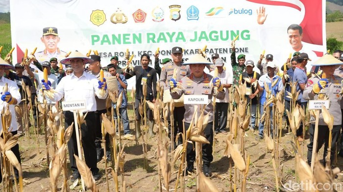 Mentan Amran Sulaiman dan Kapolri Jenderal Listyo Sigit Prabowo panen raya jagung di Bone.