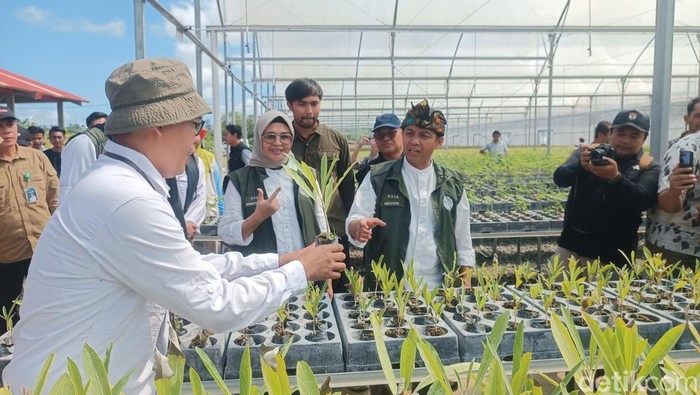Menteri Kehutanan (Menhut) Raja Juli Antoni, saat mengunjungi Persemaian Mandalika Modern di Desa Rembitan, Kecamatan Pujut, Lombok Tengah, Jumat (16/5/2025). (Edi Suryansyah)
