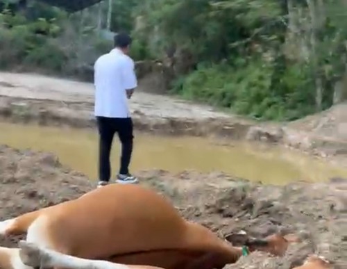 Penampakan 11 sapi mati dekat area tambang emas ilegal di Kecamatan Jereweh, Sumbawa Barat, NTB. (Tangkapan layar)