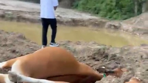 Penampakan 11 sapi mati dekat area tambang emas ilegal di Kecamatan Jereweh, Sumbawa Barat, NTB. (Tangkapan layar)