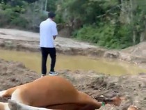 Tambang Ilegal Bunuh Sapi-sapi hingga Ikan Warga Sumbawa Barat