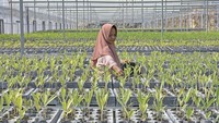 Persemaian modern Mandalika yang berada di bawah Kementerian Kehutanan tersebut memiliki luas area 32 hektar dengan kapasitas produksi sebanyak 5 juta batang bibit pohon.