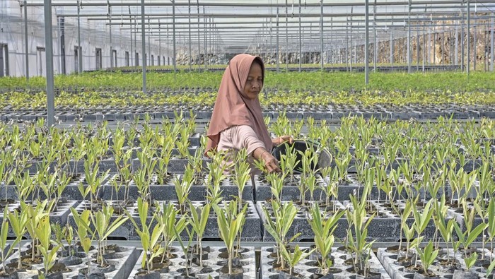 Pengujung melintas dekat bangunan rumah hijau di Persemaian modern Mandalika di Desa Rembitan, Kecamatan Pujut, Praya, Lombok Tengah, NTB, Jumat (16/5/2025). Persemaian modern Mandalika yang berada di bawah Kementerian Kehutanan tersebut memiliki luas area 32 hektar dengan kapasitas produksi sebanyak 5 juta batang bibit pohon seperti pohon Kayu putih, Rajumas, Sengon, Gaharu, Mangrove, Beringin, Tabebuya, Kelicung, Matoa, Rambai, Mimba, Durian, Nangka, Alpukat, Klengkeng dan bibit pohon lainnya. ANTARA FOTO/Ahmad Subaidi/agr