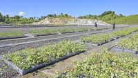 Ada pun pohon yang dibudidaya seperti pohon Kayu putih, Rajumas, Sengon, Gaharu, Mangrove, Beringin, Tabebuya, Kelicung, Matoa, Rambai, Mimba, Durian, Nangka, Alpukat, Klengkeng dan bibit pohon lainnya. 