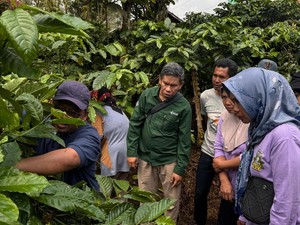 Pusri Palembang Kembangkan Kopi Tebat Benawa
