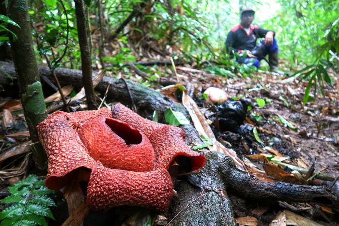 Warga menyaksikan bunga Rafflesia Zollingeriana yang tumbuh di wilayah Perhutani Kampung Sumber Nanas, Kalipuro, Banyuwangi, Jawa Timur, Kamis (15/5/2025). Bunga Rafflesia Zollingeriana yang merupakan spesies langka dan dilindungi keberadaanya oleh undang-undang itu ditemukan tumbuh di petak 68a seluas 478 hektar di KPH Banyuwangi Utara dan tersebar di 37 titik. ANTARA FOTO/Budi Candra Setya/YU