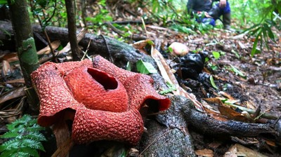 Rafflesia Langka Mekar di Hutan Kalipuro Banyuwangi