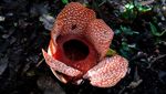 Rafflesia Langka Mekar di Hutan Kalipuro Banyuwangi