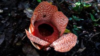 Rafflesia Zollingeriana merupakan salah satu spesies bunga langka yang dilindungi oleh undang-undang. Keberadaannya menjadi simbol pentingnya pelestarian hutan dan keanekaragaman hayati di Indonesia.