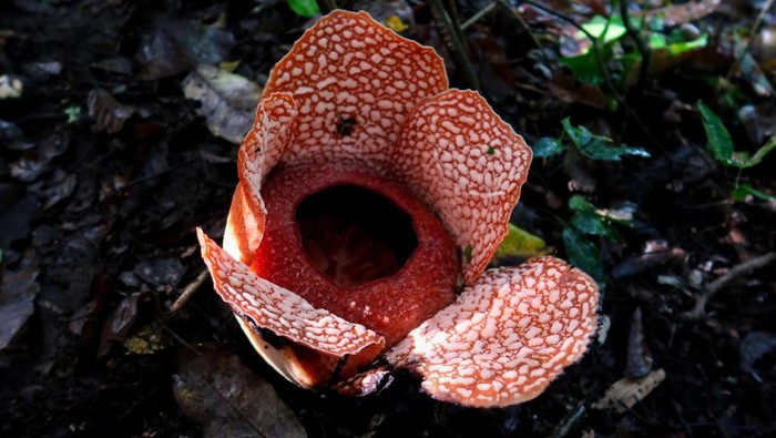 Rafflesia Langka Mekar di Hutan Kalipuro Banyuwangi Warga menyaksikan bunga Rafflesia Zollingeriana yang tumbuh di wilayah Perhutani Kampung Sumber Nanas, Kalipuro, Banyuwangi, Jawa Timur, Kamis (15/5/2025). Bunga Rafflesia Zollingeriana yang merupakan spesies langka dan dilindungi keberadaanya oleh undang-undang itu ditemukan tumbuh di petak 68a seluas 478 hektar di KPH Banyuwangi Utara dan tersebar di 37 titik. ANTARA FOTO/Budi Candra Setya/YU