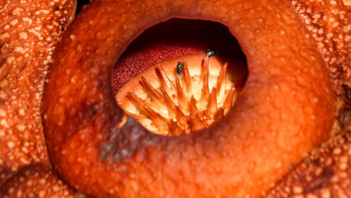 Rafflesia Langka Mekar di Hutan Kalipuro Banyuwangi Warga menyaksikan bunga Rafflesia Zollingeriana yang tumbuh di wilayah Perhutani Kampung Sumber Nanas, Kalipuro, Banyuwangi, Jawa Timur, Kamis (15/5/2025). Bunga Rafflesia Zollingeriana yang merupakan spesies langka dan dilindungi keberadaanya oleh undang-undang itu ditemukan tumbuh di petak 68a seluas 478 hektar di KPH Banyuwangi Utara dan tersebar di 37 titik. ANTARA FOTO/Budi Candra Setya/YU