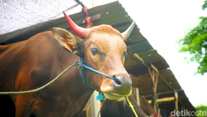 Sapi kurban yang dijual di Tarakan.
