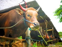 Sapi Kurban Prabowo di Sulsel Mati, Kementan Ambil Sampel untuk Uji Lab
